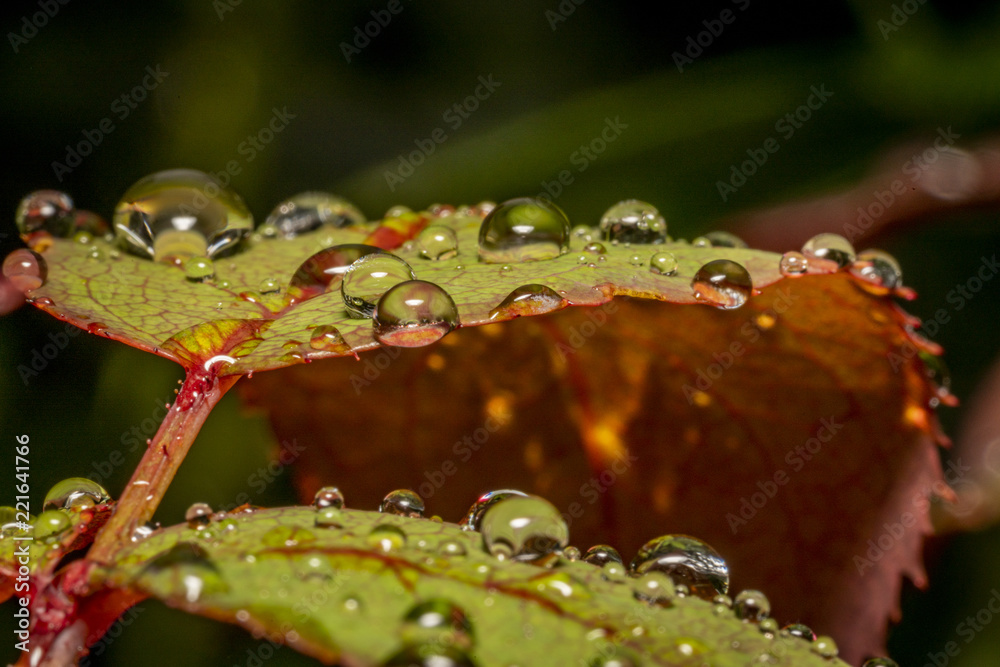 Raindrops Raindrops