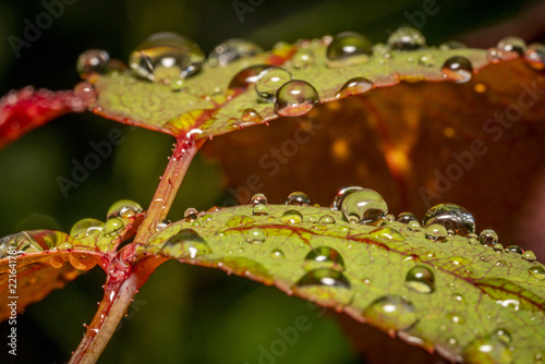 Raindrops