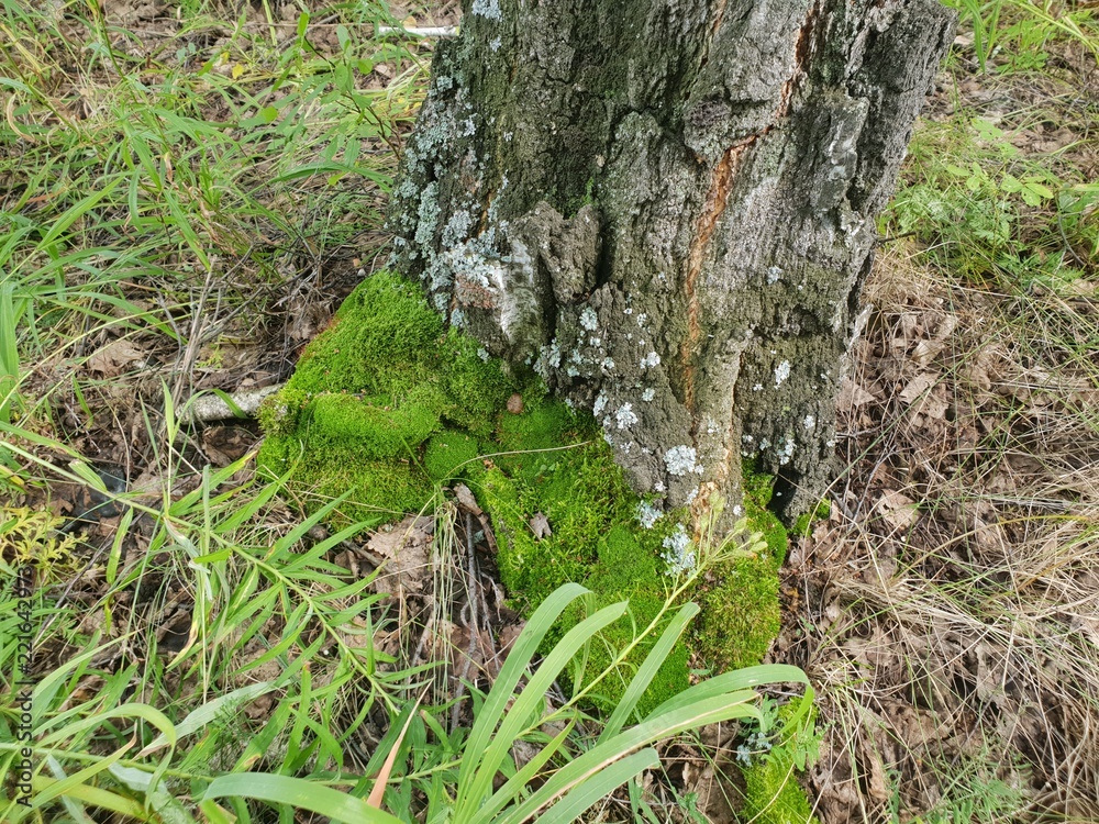 Moss on a birch tree in the autumn forest Moss on a birch tree in the autumn forest