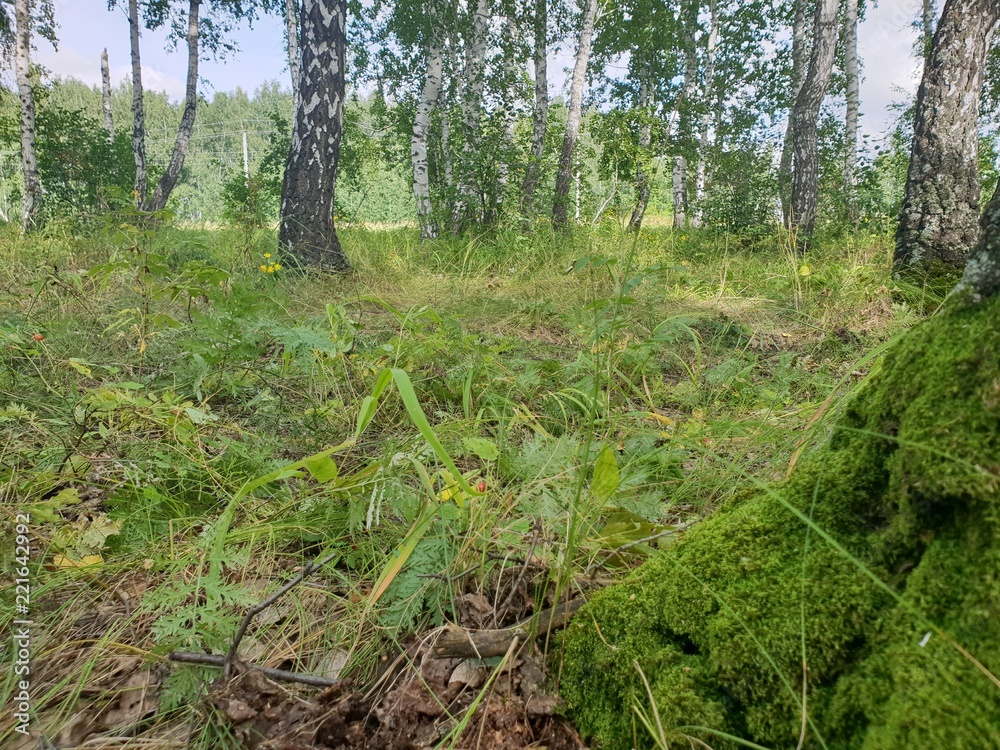 Fototapeta premium Moss on a birch tree in the autumn forest