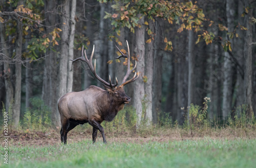 Bull Elk in the Meadow