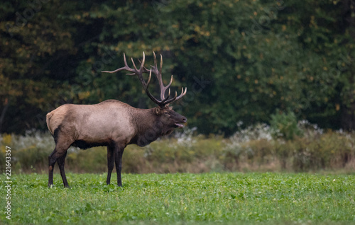 Bull Elk in the meadow