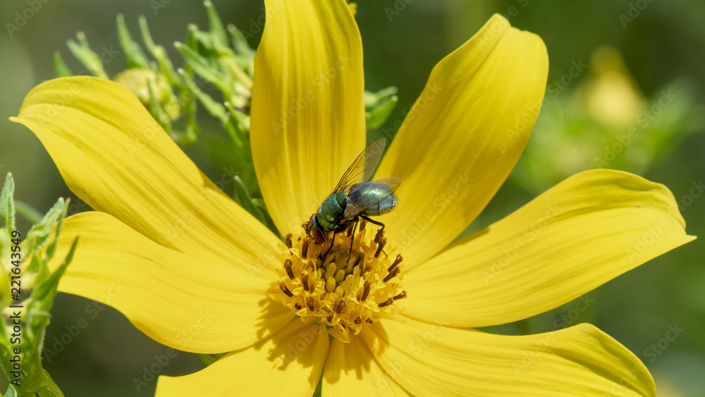 A shiny green fly soaks up the sun in the middle of a yellow flower. A shiny green fly soaks up the sun in the middle of a yellow flower.