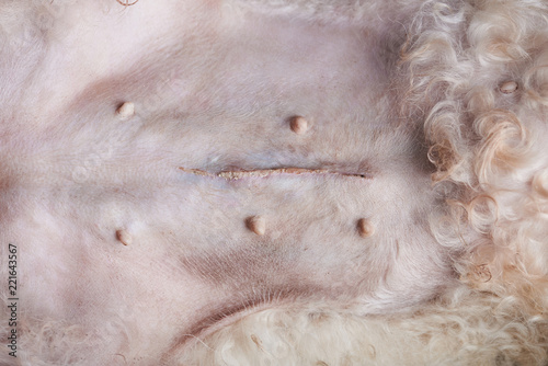 Fototapeta Naklejka Na Ścianę i Meble -  Surgery stitches on dog stomach
