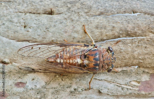 A female Fall Southeastern Dusk-singing Cicada (Megatibicen figuratus) as seen from a top view is blending into its surroundings, this being a piece of tree bark. photo