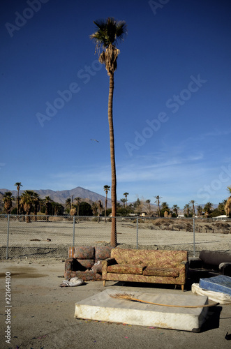 Solitary palm tree with old couches and mattress in desert