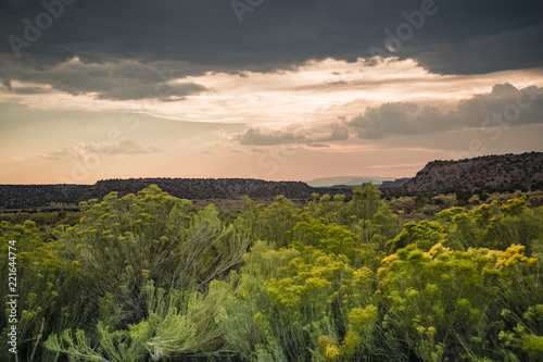 Chamisa Blooming in Galisteo photo