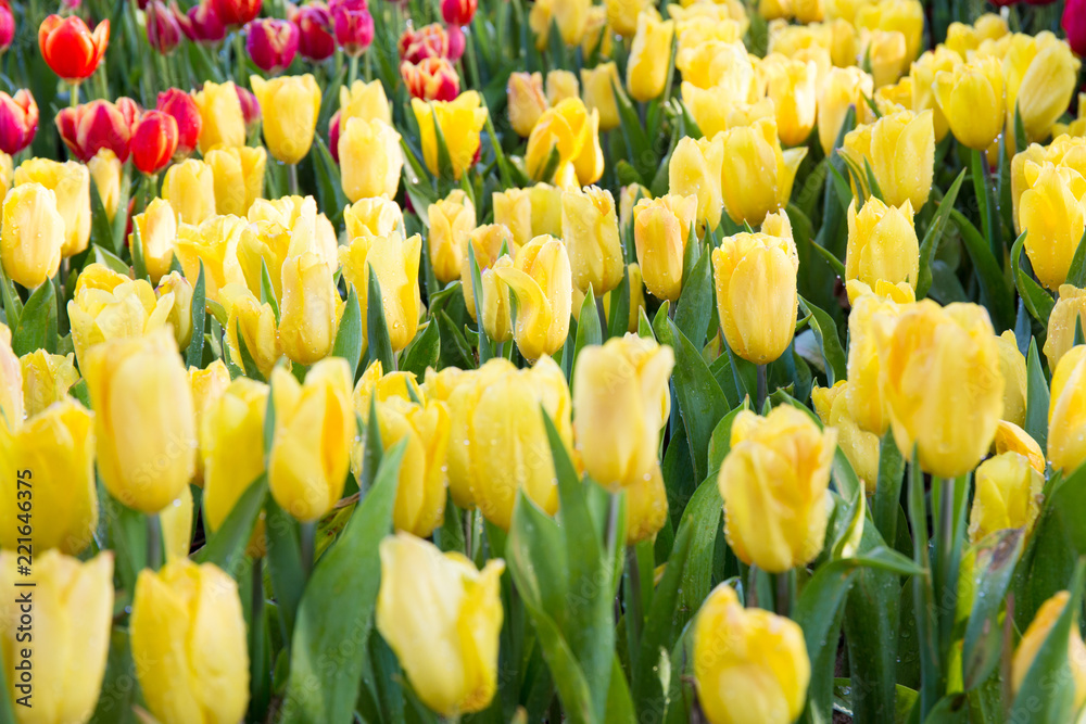 Obraz premium Yellow tulips flower.