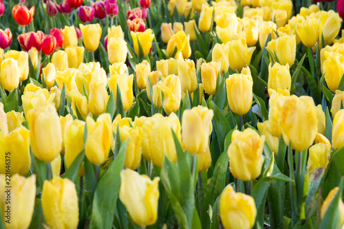 Yellow tulips flower.