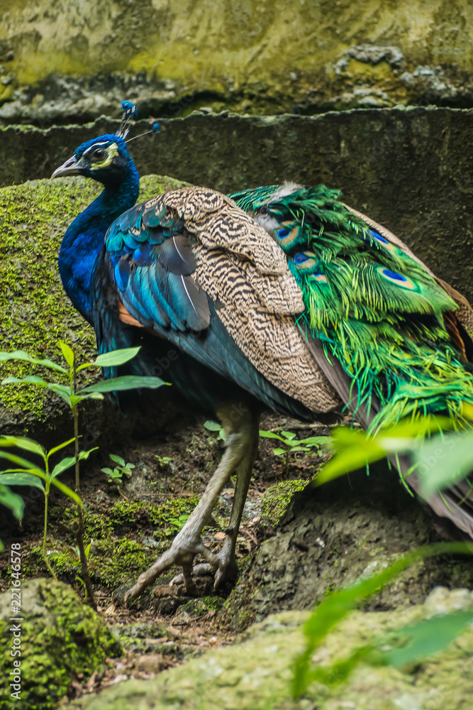 Obraz premium peacock in the forest