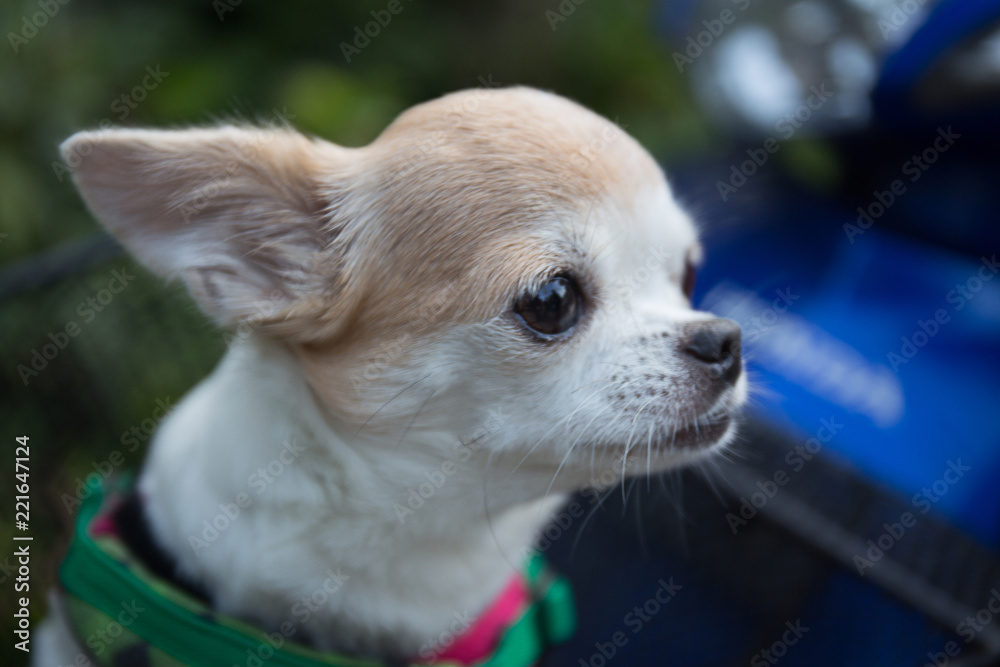 chihuahua dog