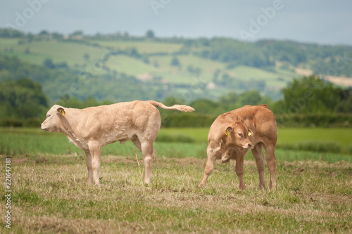 Two calves in pasture, one with tail raised and other comically turning away 