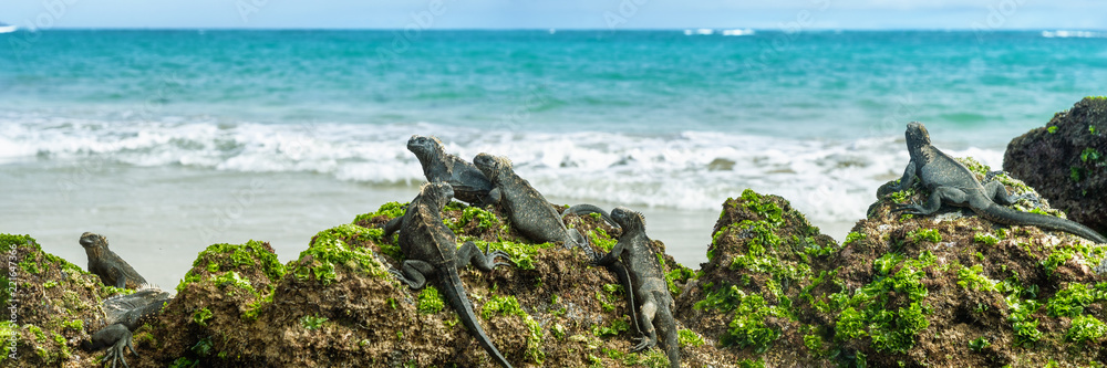 Naklejka premium Wyspy Galapagos dzikość legwanów morskich relaks na plaży transparent panorama tła oceanu w Isabela Island, Islas Galapagos. Styl życia w podróży.