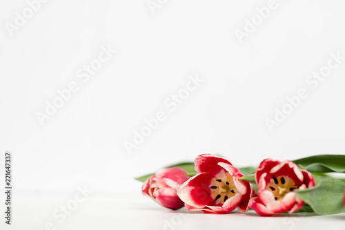 red tulips on white background. beautiful spring flower composition. copy space concept