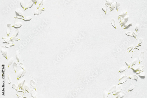 daisy blossom on white background. tender delicate petals in a wreath. botany and nature concept. negative space. © golubovy