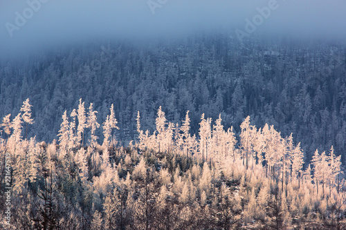 Larch and fir forest covered with frost on the slope in Tatranska Lomnica, popular travel destination and ski resort in Slovakia