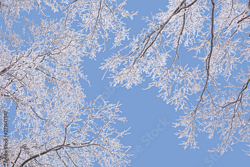 Oak branches covered with frost against blue sky on a clear winter day