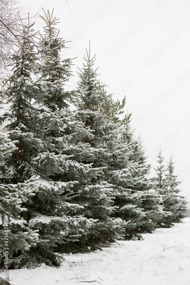 A snowy evergreen tree in the open air. Preparation for decorating evergreen trees with Christmas decor. Winter, holiday season and Christmas concept. A traditional holiday.
