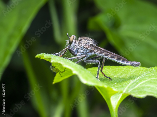 A macro picture of an insect that called as Rober Fly