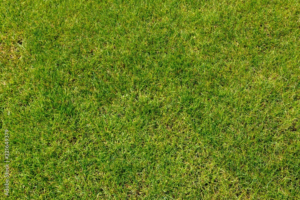 Fototapeta premium Green grass texture background