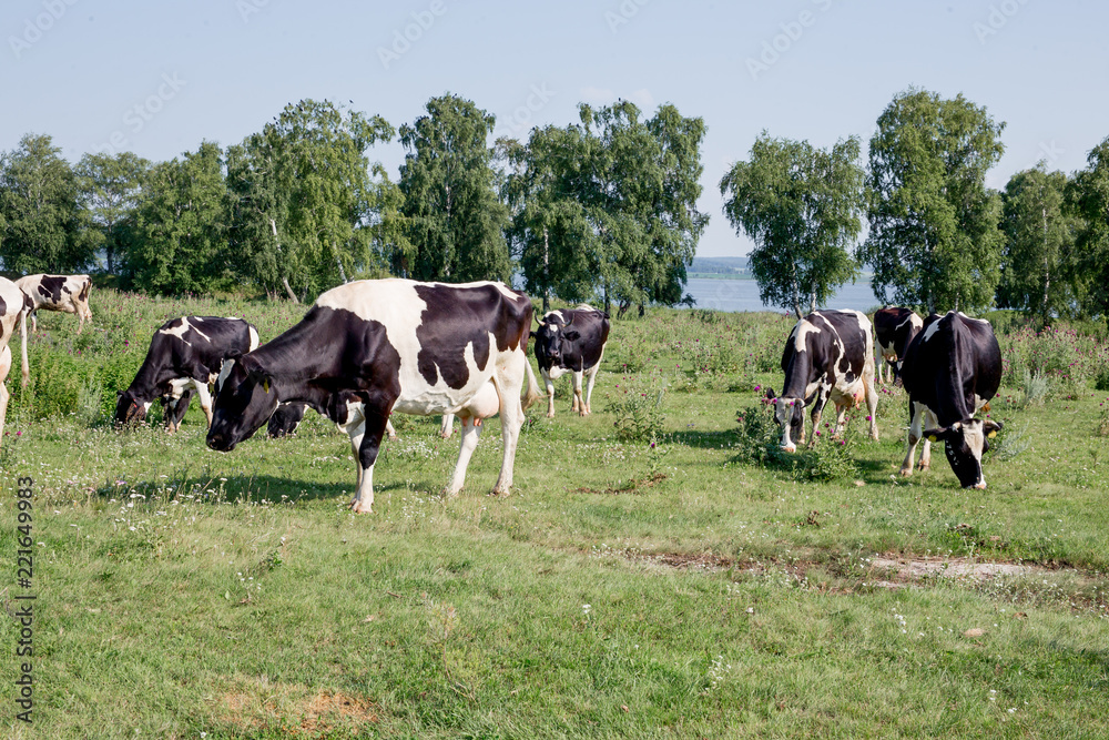 a Herd of cows at summer green field pasture