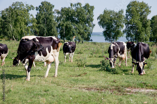 a Herd of cows at summer green field pasture © Nichizhenova Elena