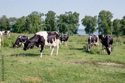 a Herd of cows at summer green field pasture © Nichizhenova Elena