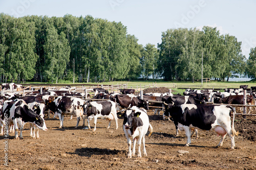 a Herd of cows at summer green field pasture