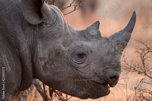 Rhinoceros in Zambezi Private Game Reserve, Zimbabwe