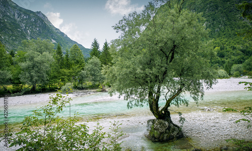 Single tree on rock in Soca River, Slovenia