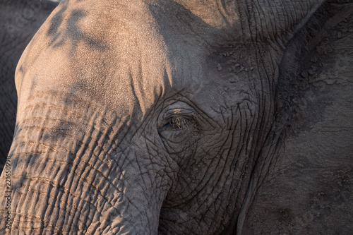 Elephants close up grazing in Zambezi Private Game Reserve, Zimbabwe