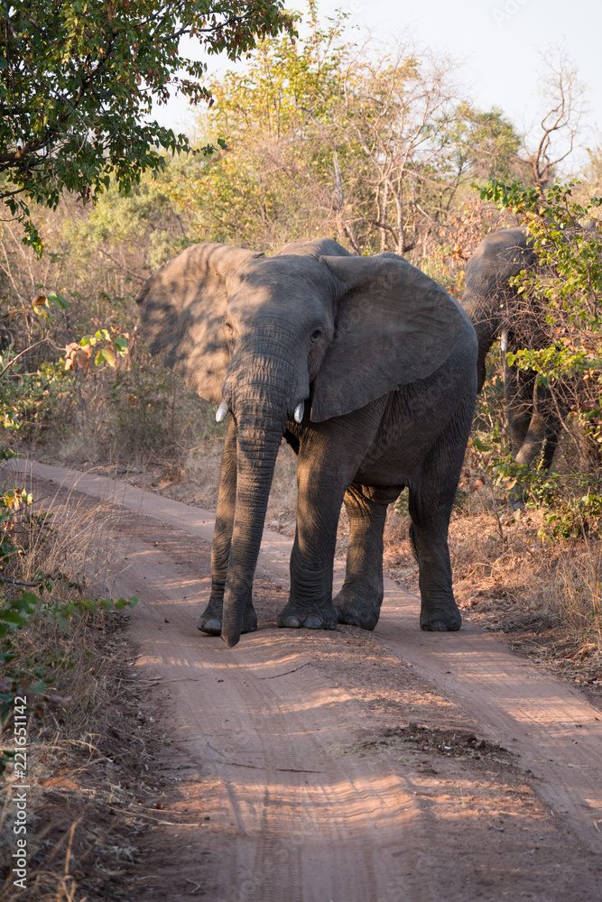 Elephants close up grazing in Zambezi Private Game Reserve, Zimbabwe