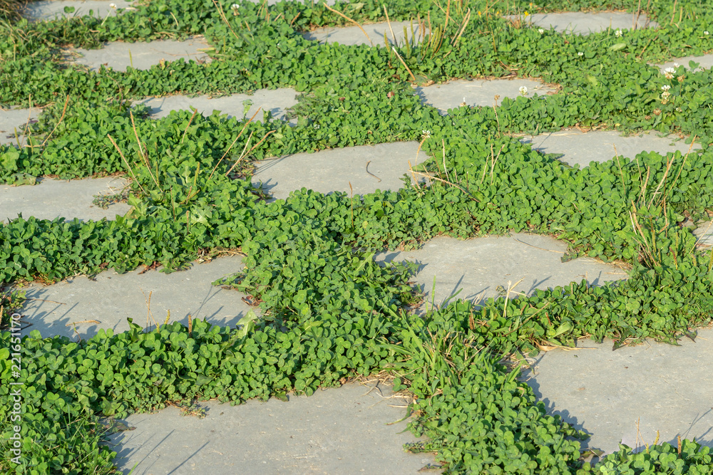 Grass between concrete slabs