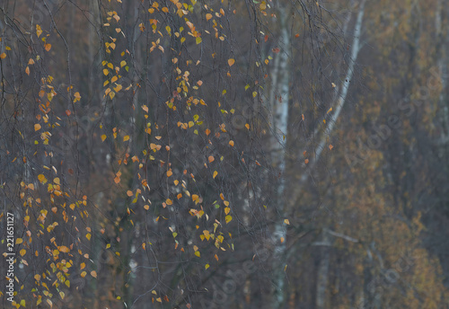 Fototapeta Naklejka Na Ścianę i Meble -  Jesienna firanka