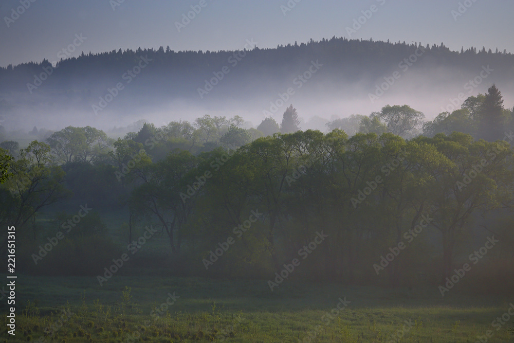 Obraz premium Mgła nad drzewami