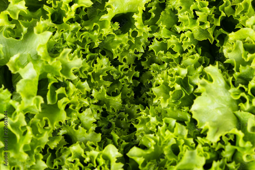 close up view of curvy lettuce leaves close up view of curvy lettuce leaves
