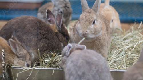八木山動物園　宮城　動物 photo