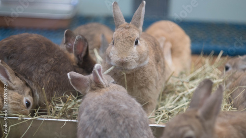 八木山動物園　宮城　動物 photo