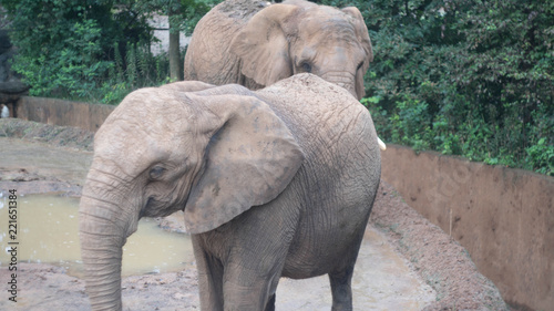八木山動物園　宮城　動物 photo