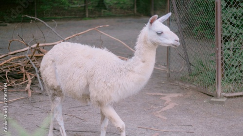 八木山動物園　宮城　動物 photo