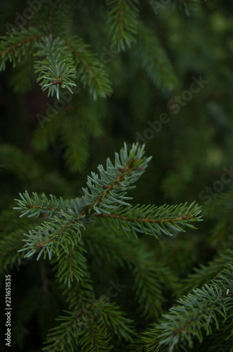 Background of Christmas tree branches.  