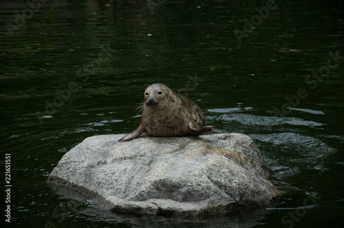 Grey Seal on rock in water