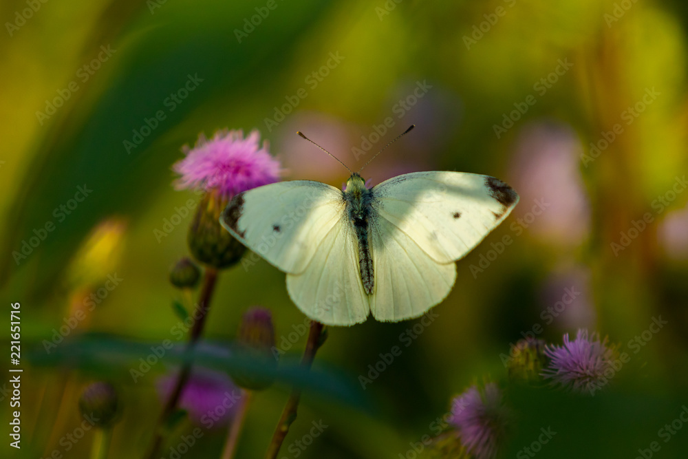 Butterfly and flowers