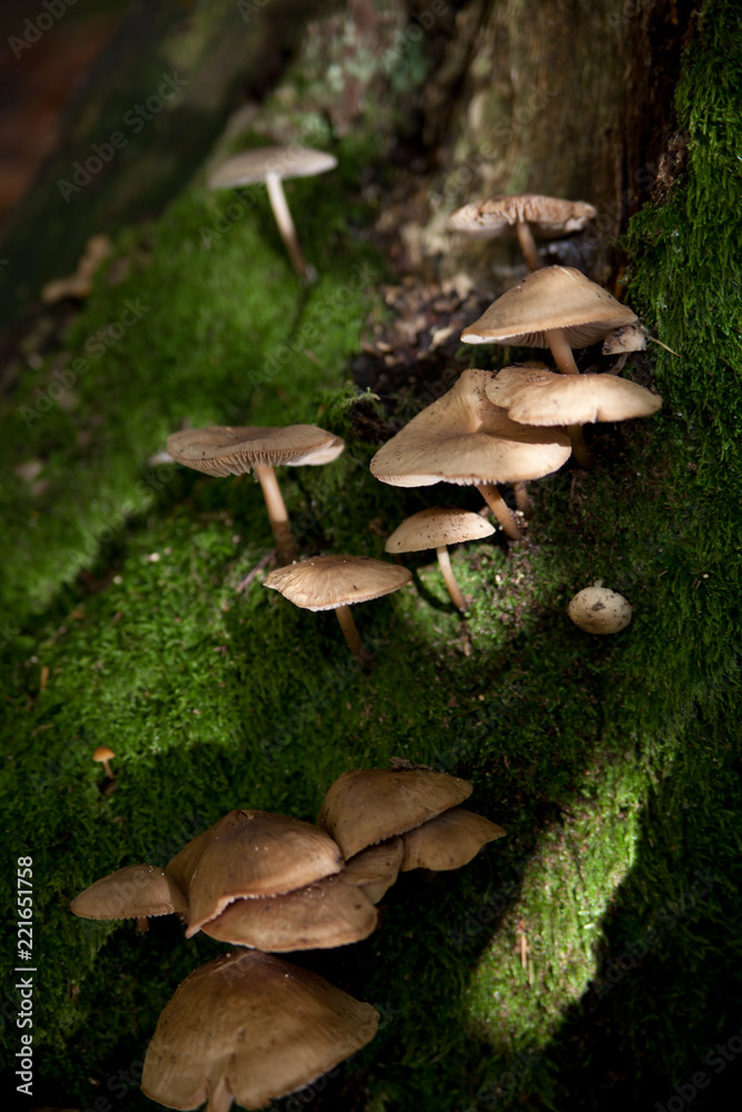 Fototapeta premium Pilze am Baum
