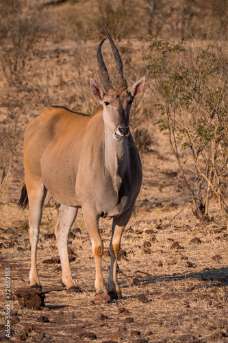 Eland in Zambezi Private Game Reserve, Zimbabwe