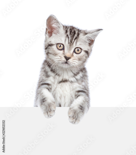 Tabby kitten above white banner. isolated on white background © Ermolaev Alexandr