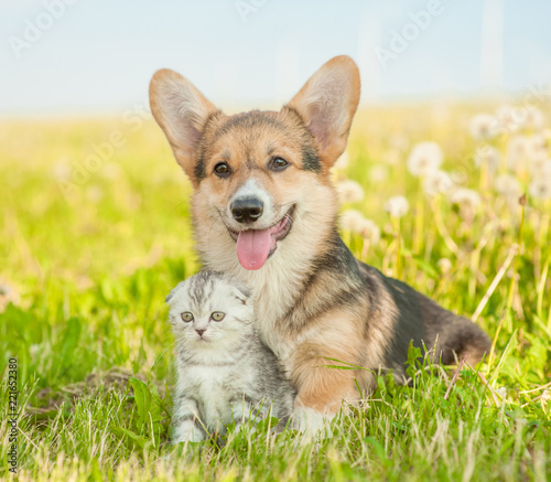 Portrait of a Pembroke Welsh Corgi puppy and tabby kitten on a summer grass