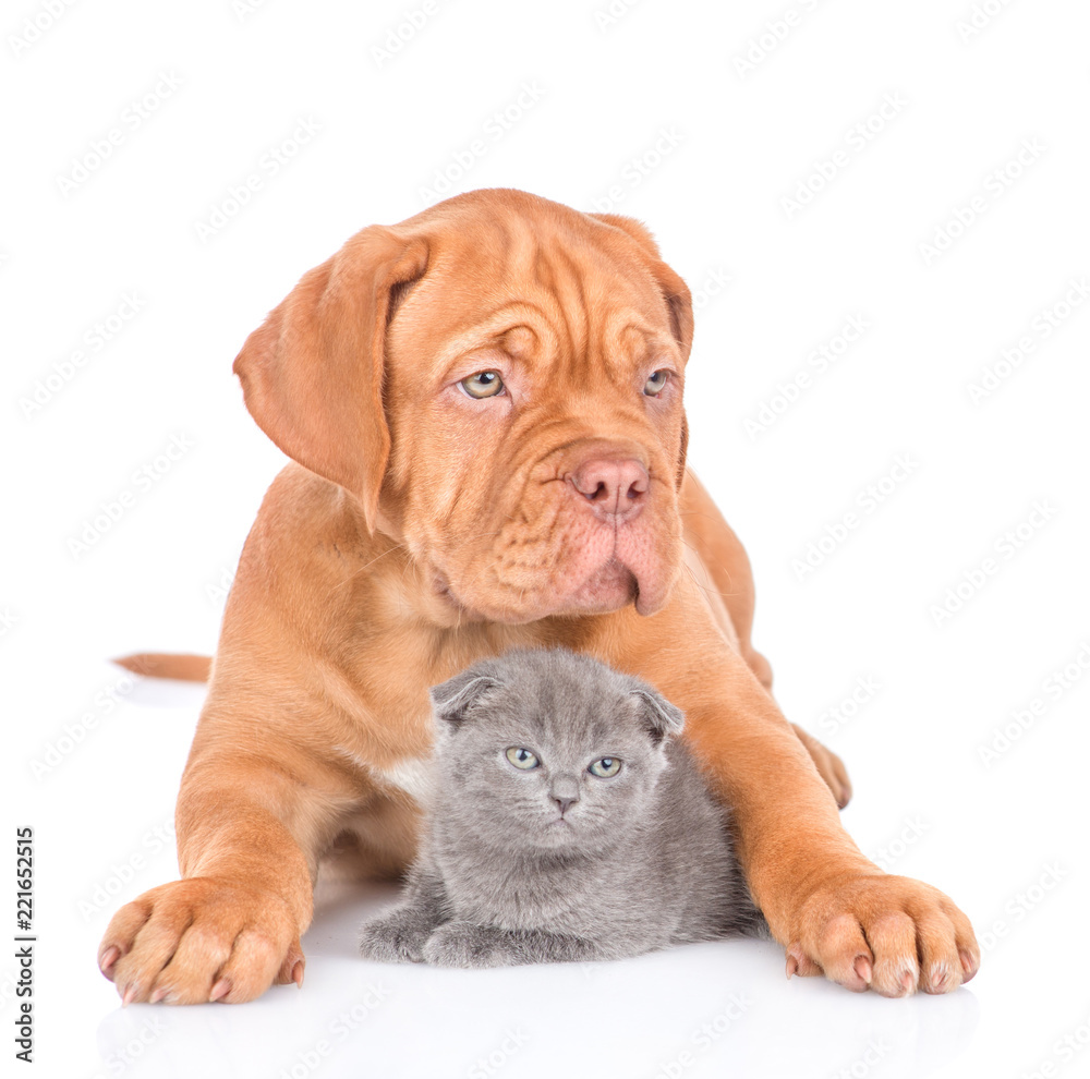 Bordeaux puppy dog embracing scottish kitten. isolated on white background