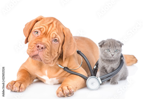 Fototapeta Naklejka Na Ścianę i Meble -  Tiny kitten and puppy with stethoscope on his neck. isolated on white background