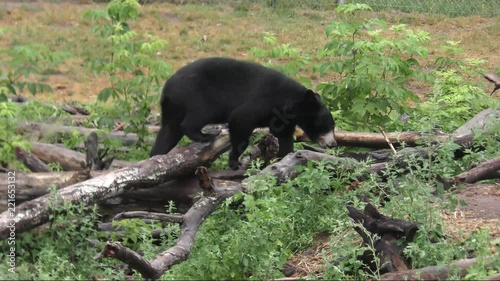 young black bear walking on a log 